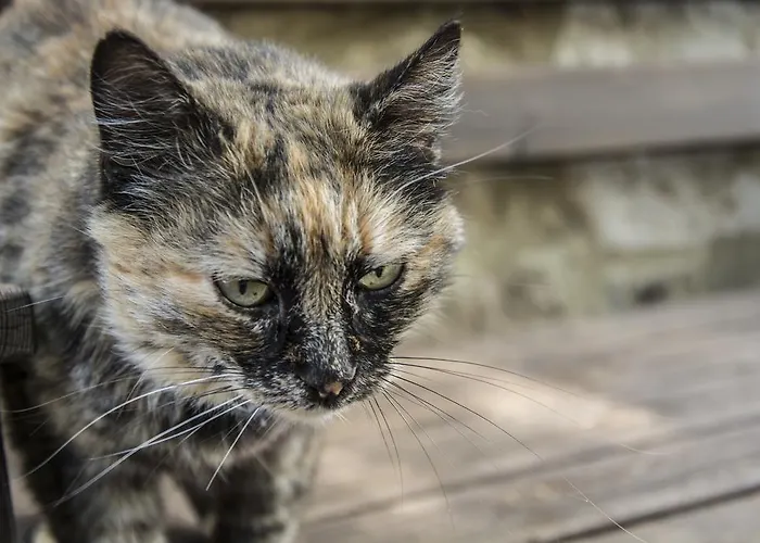 Фермерский дом Tenuta Croce Di Bibbiano *